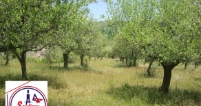MONTECORVINO PUGLIANO